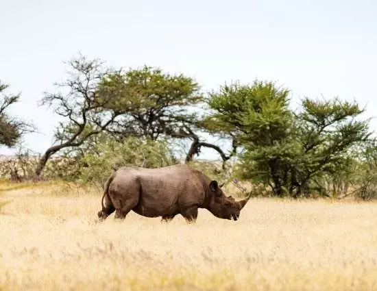 Voluntariado Animal - Rhino Research Project